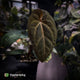 Anthurium #PurplePeopleEater 👾 • select