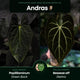 Anthurium #AndrasDagger • select holdback