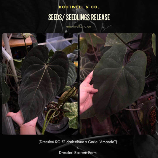 Anthurium dresscarla x eastern dress • germinated seeds