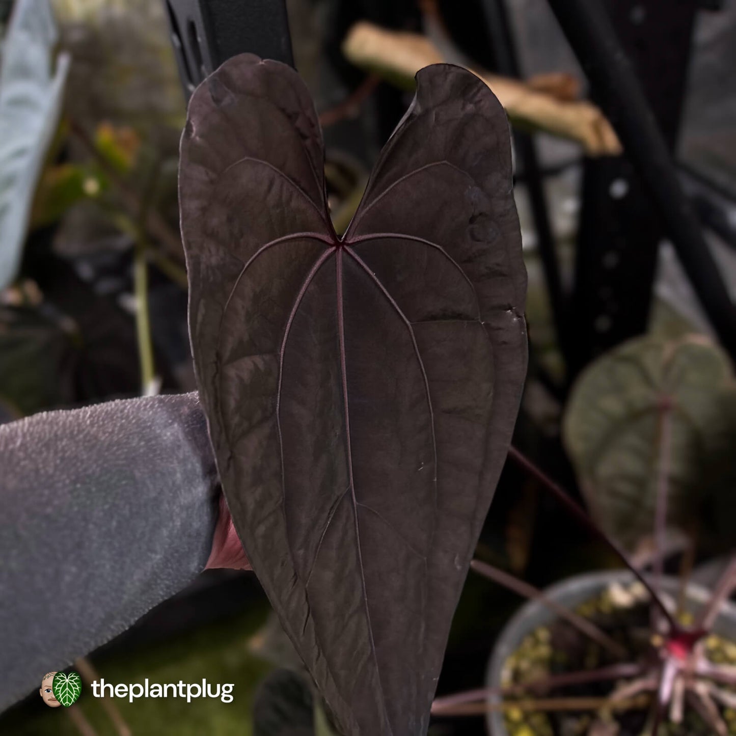 Anthurium Jayda x Ace Of Spades RVDP • germinated seeds