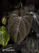 Anthurium [Black x dress] x [(antolakii x DP) x (dress x carla)] • germinated seeds