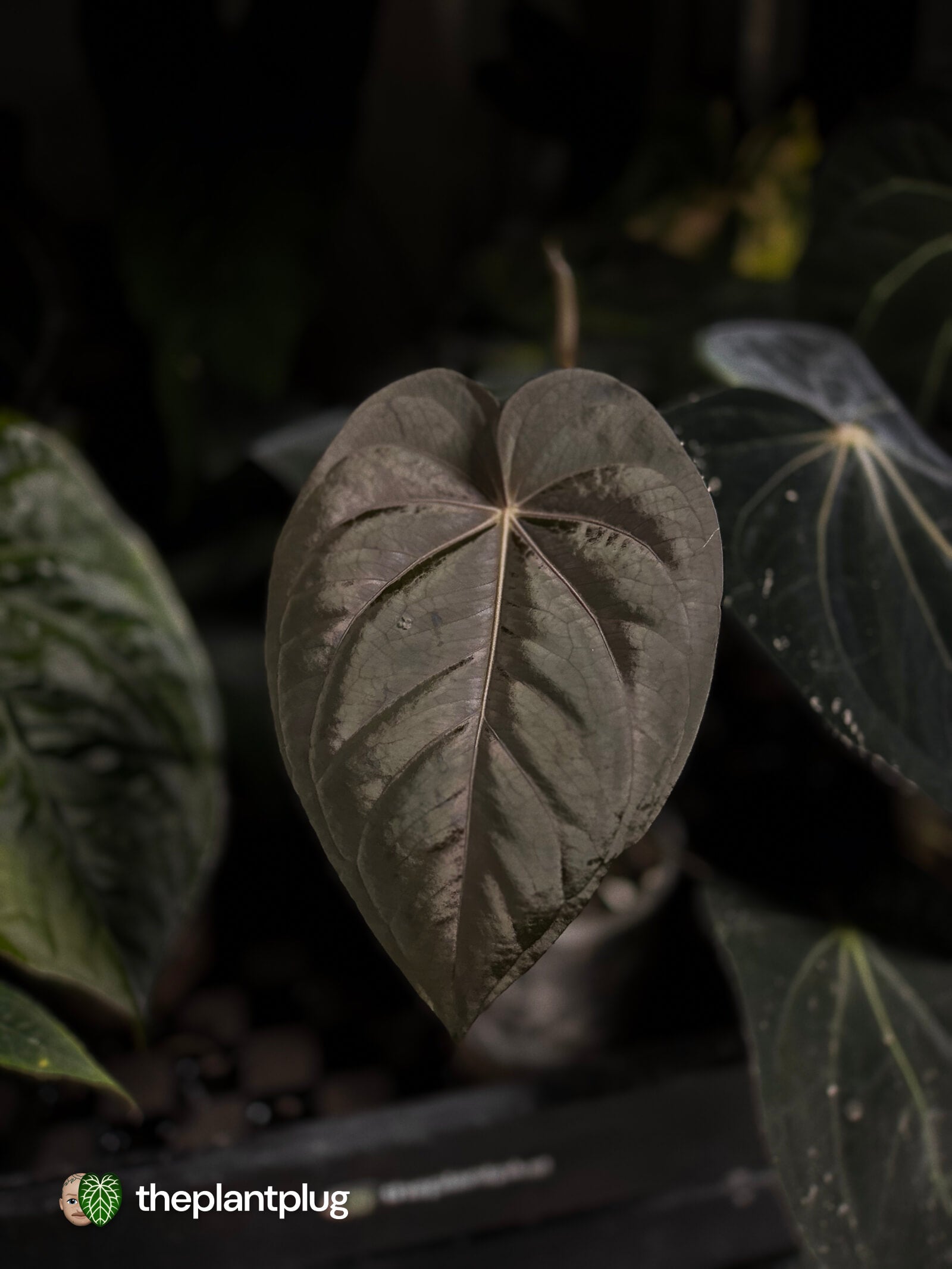 Anthurium [Black x dress] x [(antolakii x DP) x (dress x carla