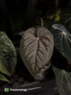 Anthurium [Black x dress] x [(antolakii x DP) x (dress x carla)] • germinated seeds
