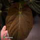 Anthurium 'Fruchoc' x antolakii ('Round' x 'Felix') • germinated seeds