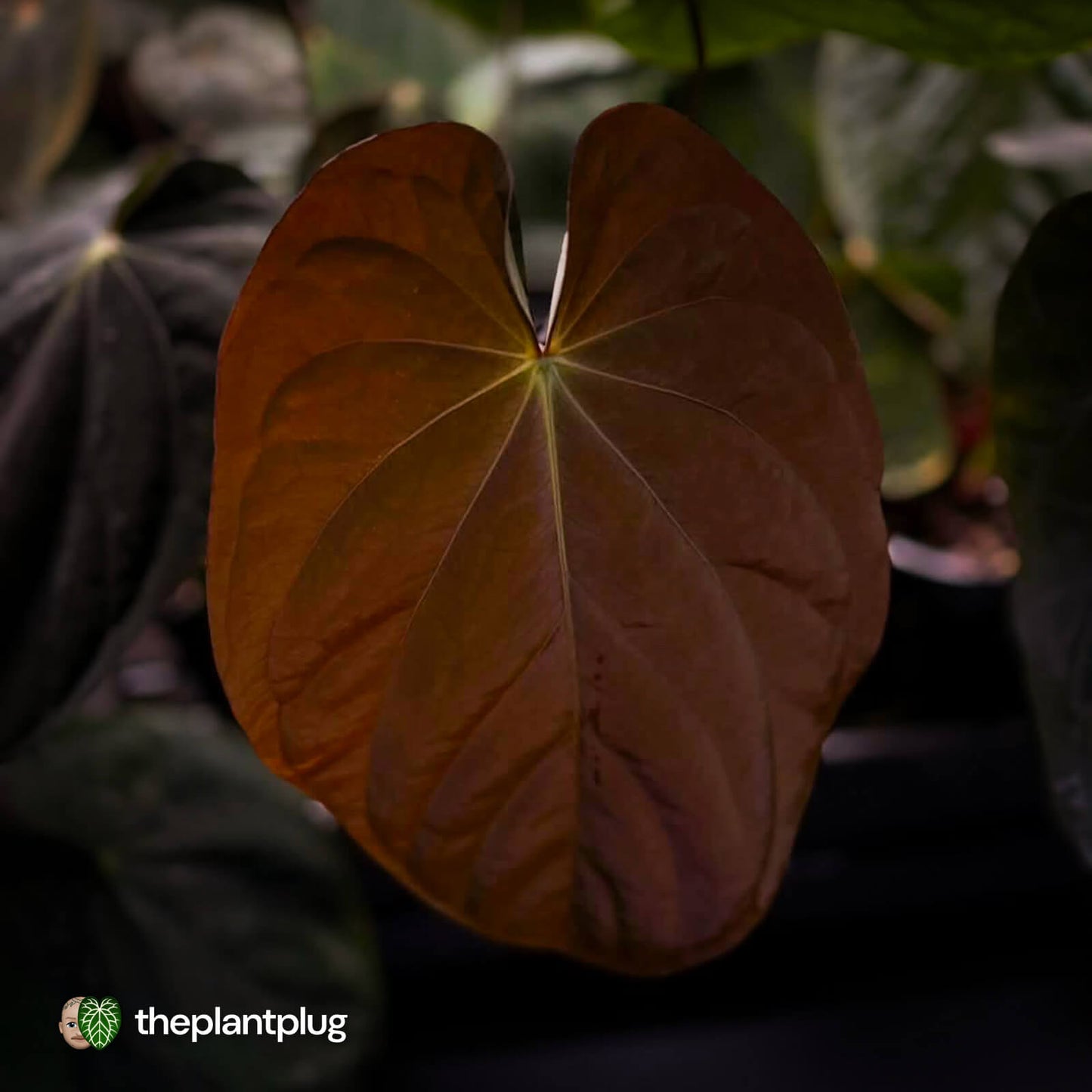 Anthurium 'Fruchoc' x antolakii ('Round' x 'Felix') • germinated seeds