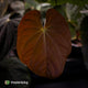 Anthurium 'Fruchoc' x antolakii ('Round' x 'Felix') • germinated seeds