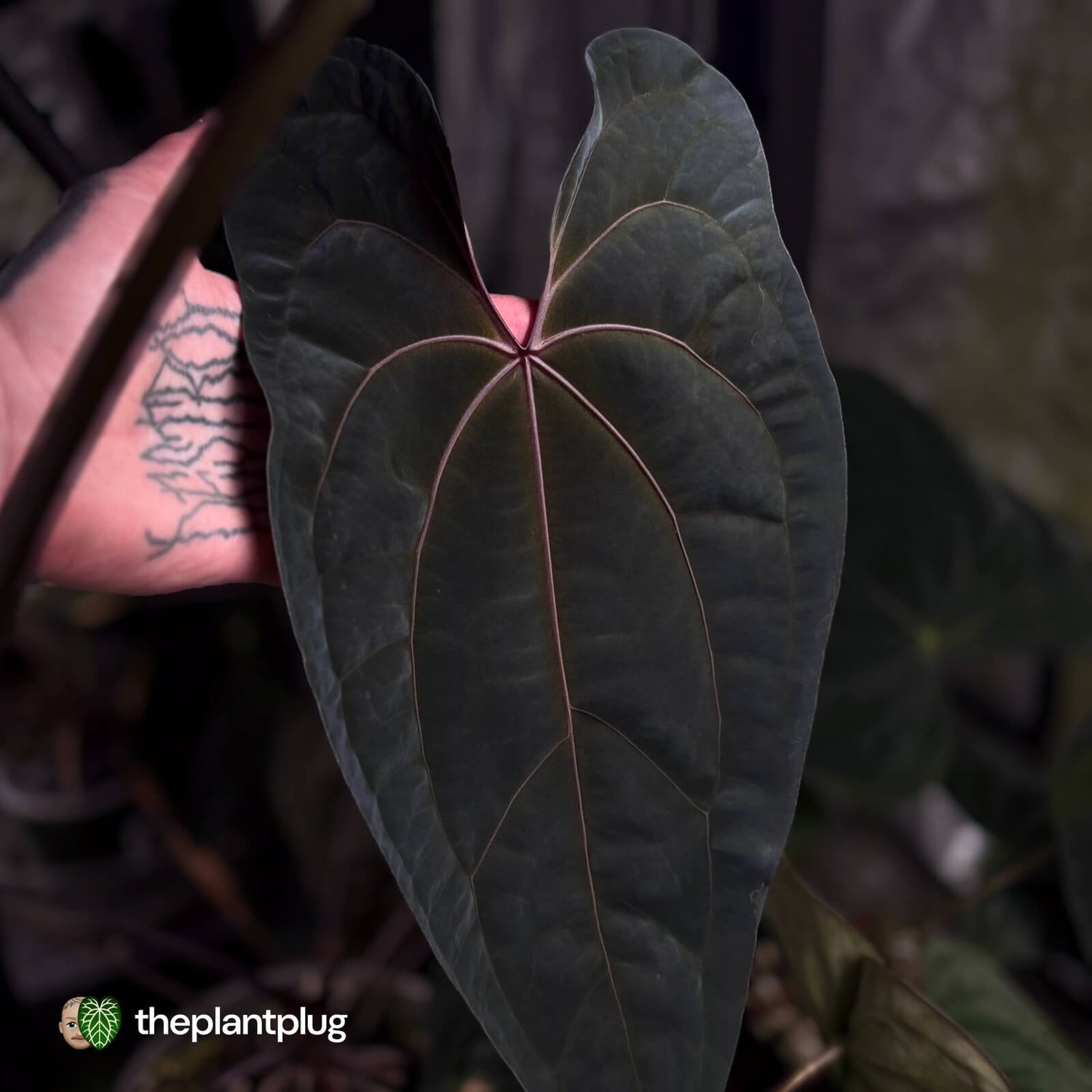 Anthurium Jayda x Ace Of Spades RVDP • germinated seeds
