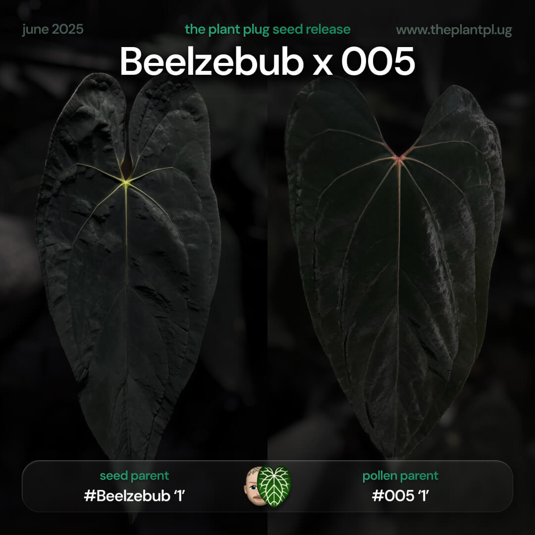 Anthurium #Beelzebub '1' x #005 • germinated seeds
