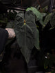 Anthurium Beelzebub x dressleri • germinated seeds