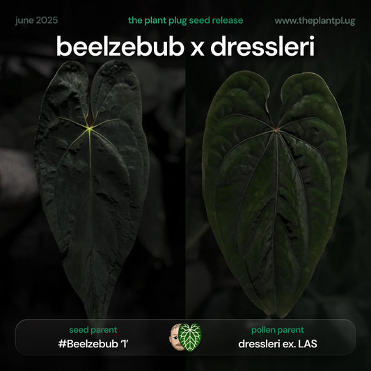 Anthurium Beelzebub x dressleri • germinated seeds
