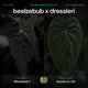 Anthurium Beelzebub x dressleri • germinated seeds
