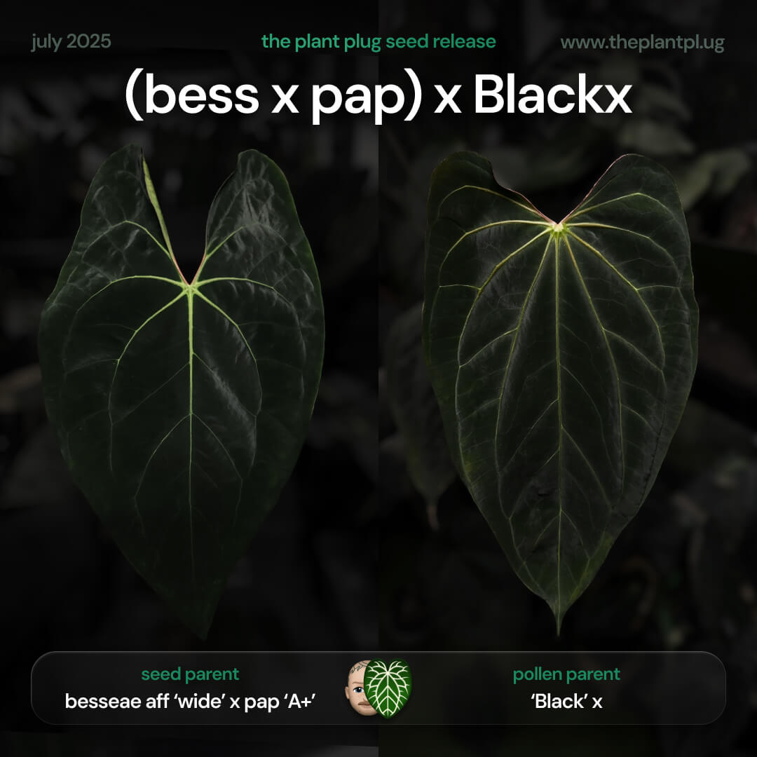 Anthurium (besseae aff x pap 'A+') x ('Black' x) • germinated seeds