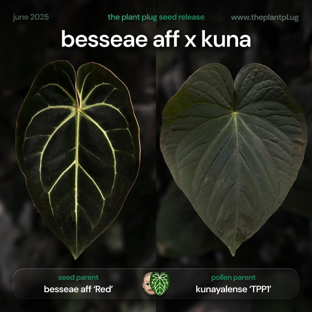 Anthurium besseae aff x kunayalense • germinated seeds