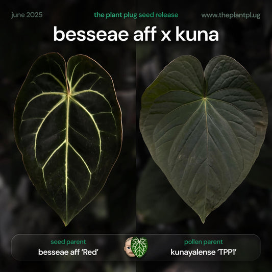 Anthurium besseae aff x kunayalense • germinated seeds