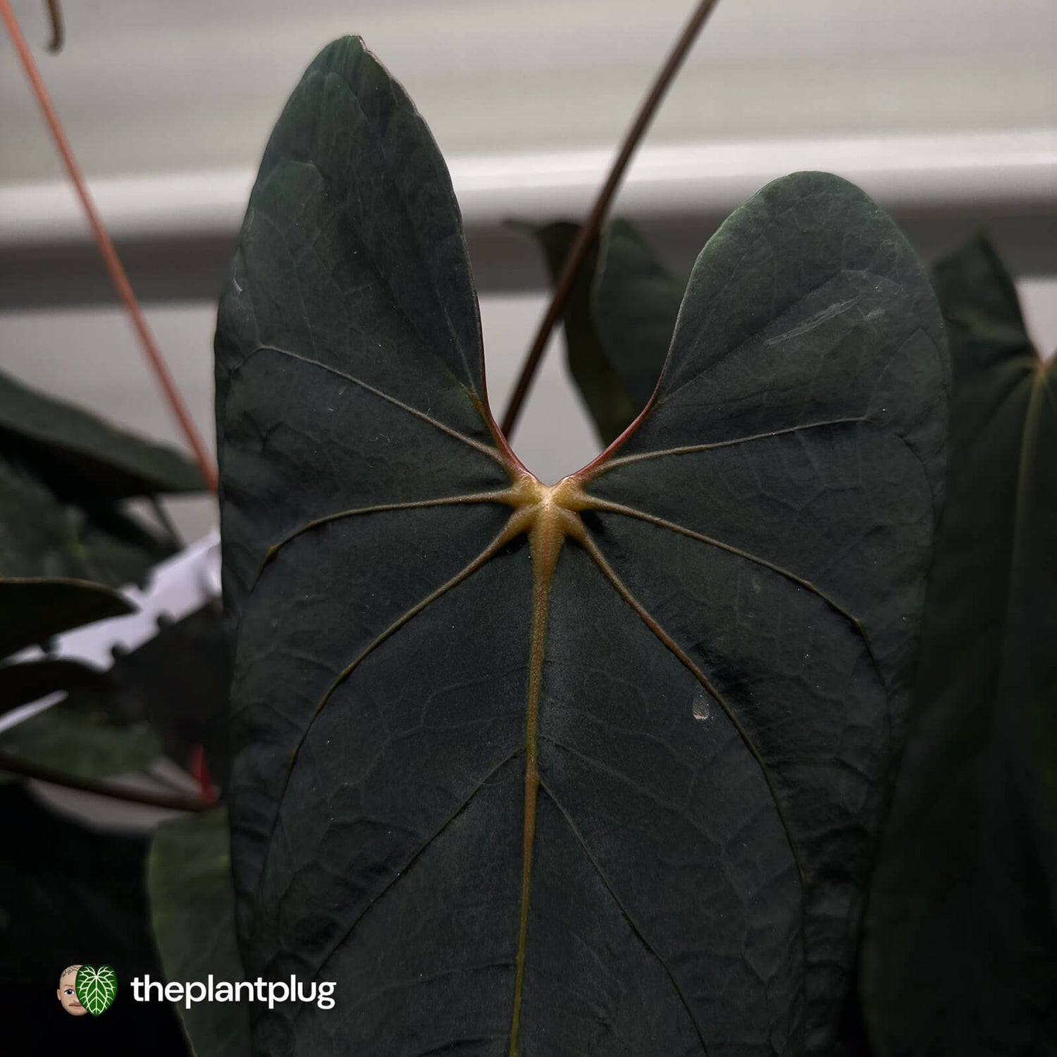 Anthurium (Black Cherry x pap) x carladress x pap RL s1 • germinated seeds