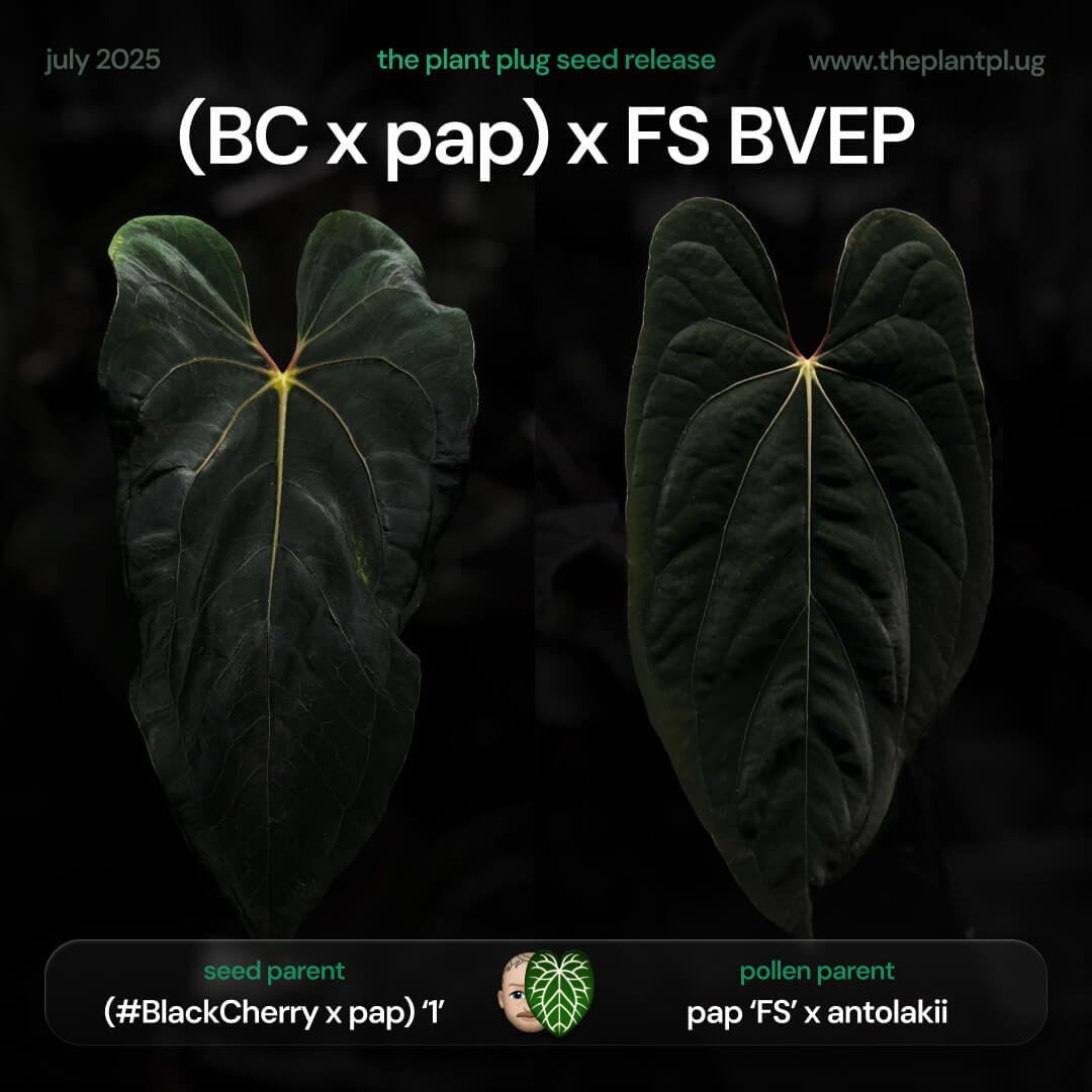 Anthurium (Black Cherry x pap) x (pap 'FS' x 'BVEP') • germinated seeds