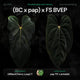 Anthurium (Black Cherry x pap) x (pap 'FS' x 'BVEP') • germinated seeds