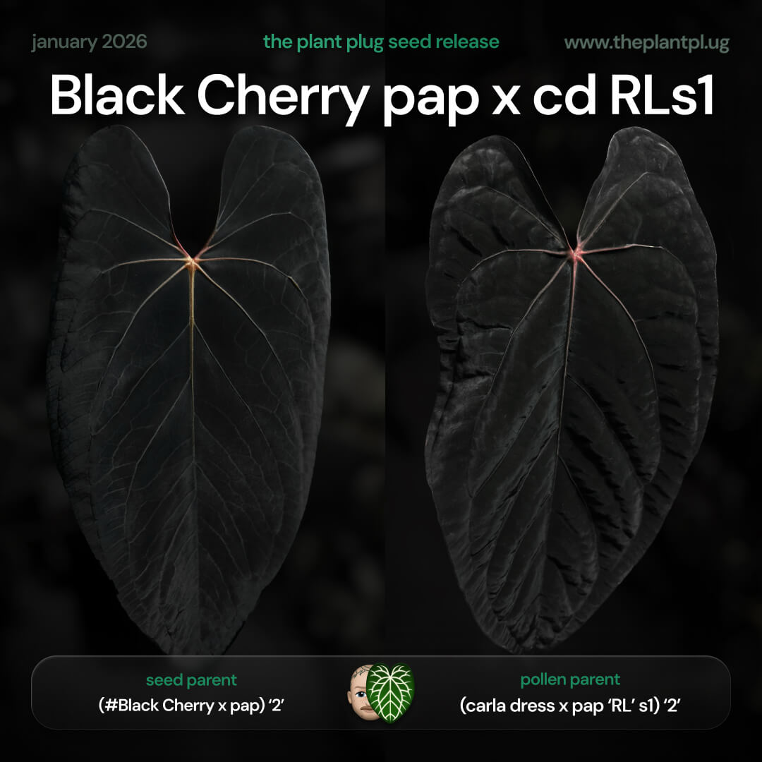 Anthurium (Black Cherry x pap) x carladress x pap RL s1 • germinated seeds