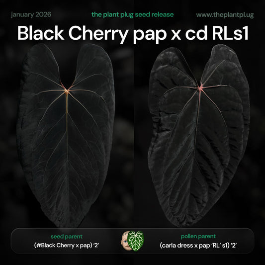 Anthurium (Black Cherry x pap) x carladress x pap RL s1 • germinated seeds