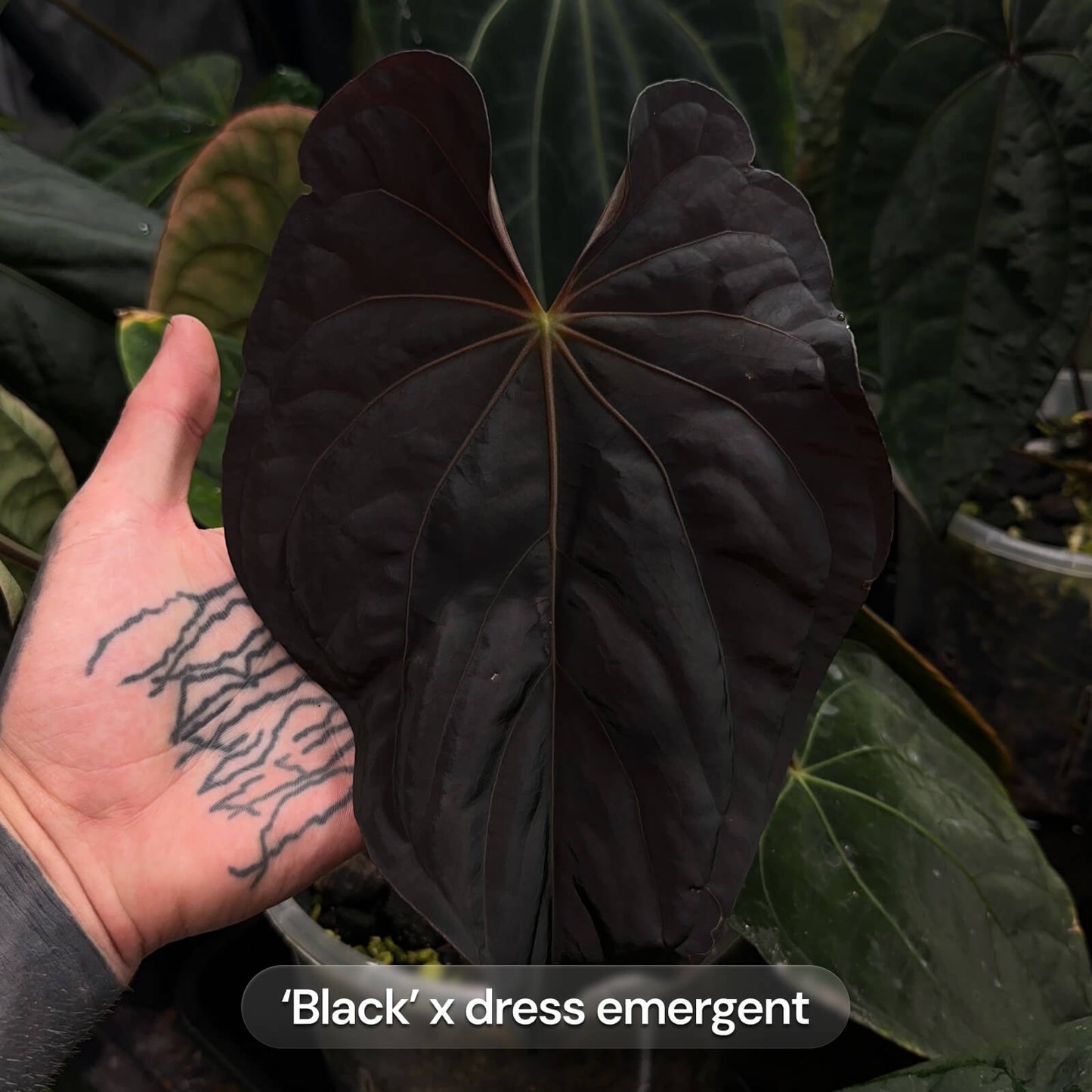 Anthurium Black dress x FS antolakii • germinated seeds