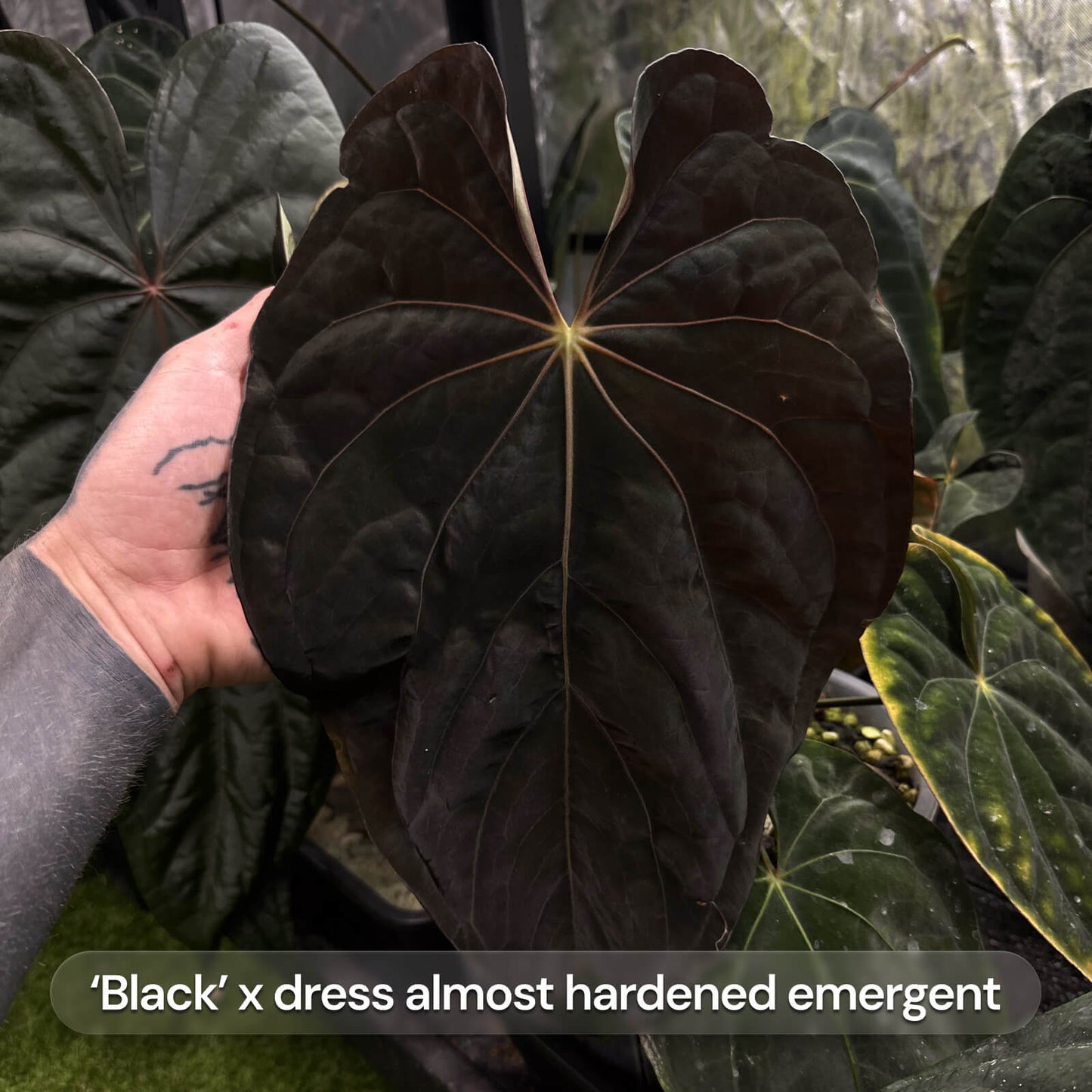 Anthurium Black dress x FS antolakii • germinated seeds