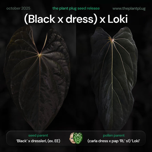 Anthurium (Black x dressleri) x Loki • germinated seeds