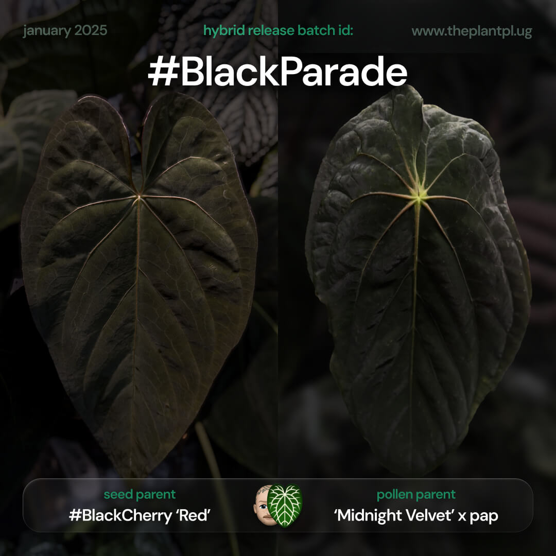 Anthurium #BlackParade • grower's choice
