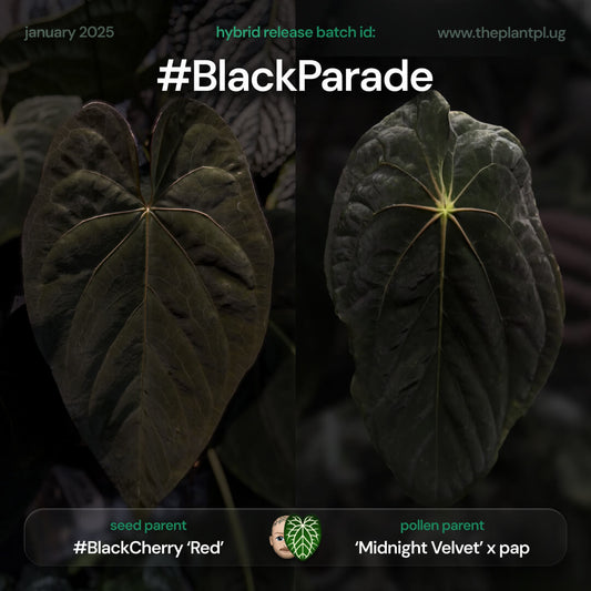 Anthurium #BlackParade • grower's choice