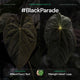 Anthurium #BlackParade • grower's choice