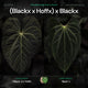 Anthurium ('Blackx' x 'Hoffx') x ('Black' x) • variegated seeds