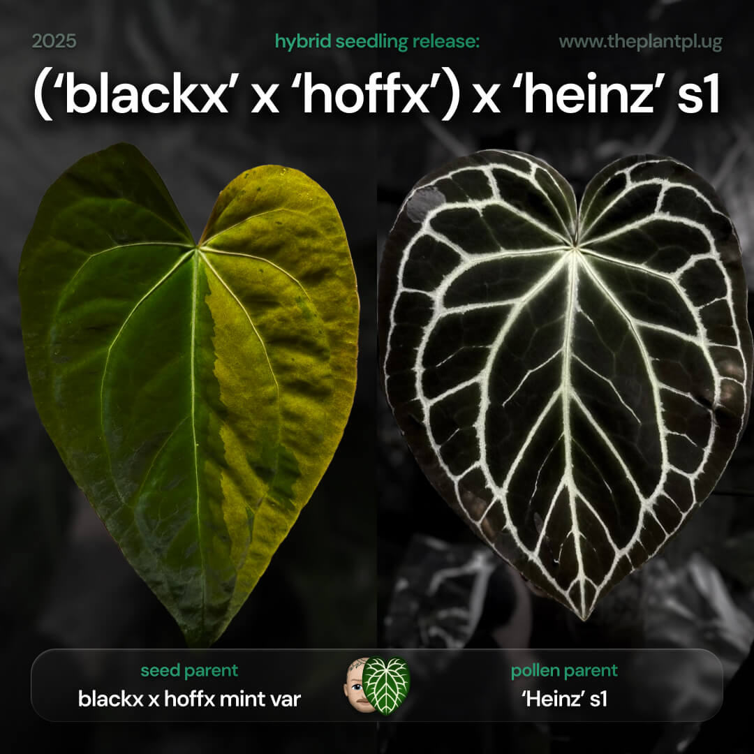 Anthurium ('Blackx' x 'Hoffx') x 'Heinz' s1