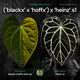 Anthurium ('Blackx' x 'Hoffx') x 'Heinz' s1