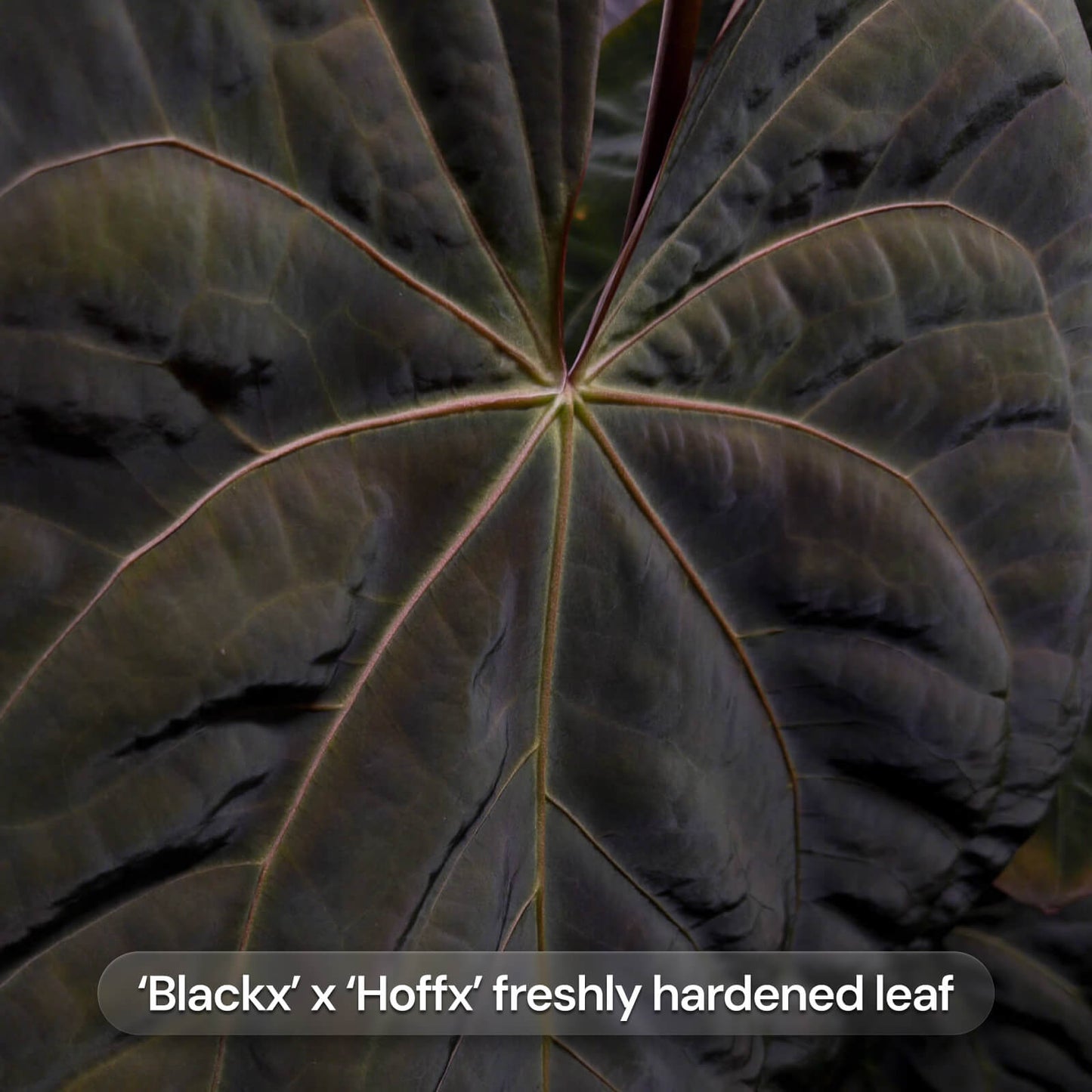 Anthurium (Blackx x Hoffx) x (dressleri x RBC) • germinated seeds