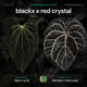 Anthurium ('Black' x) x red crystal • germinated seeds