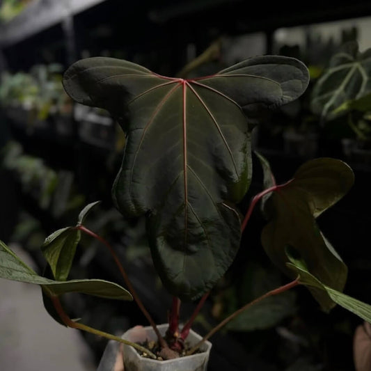 Anthurium 'Blood Eagle' • clone
