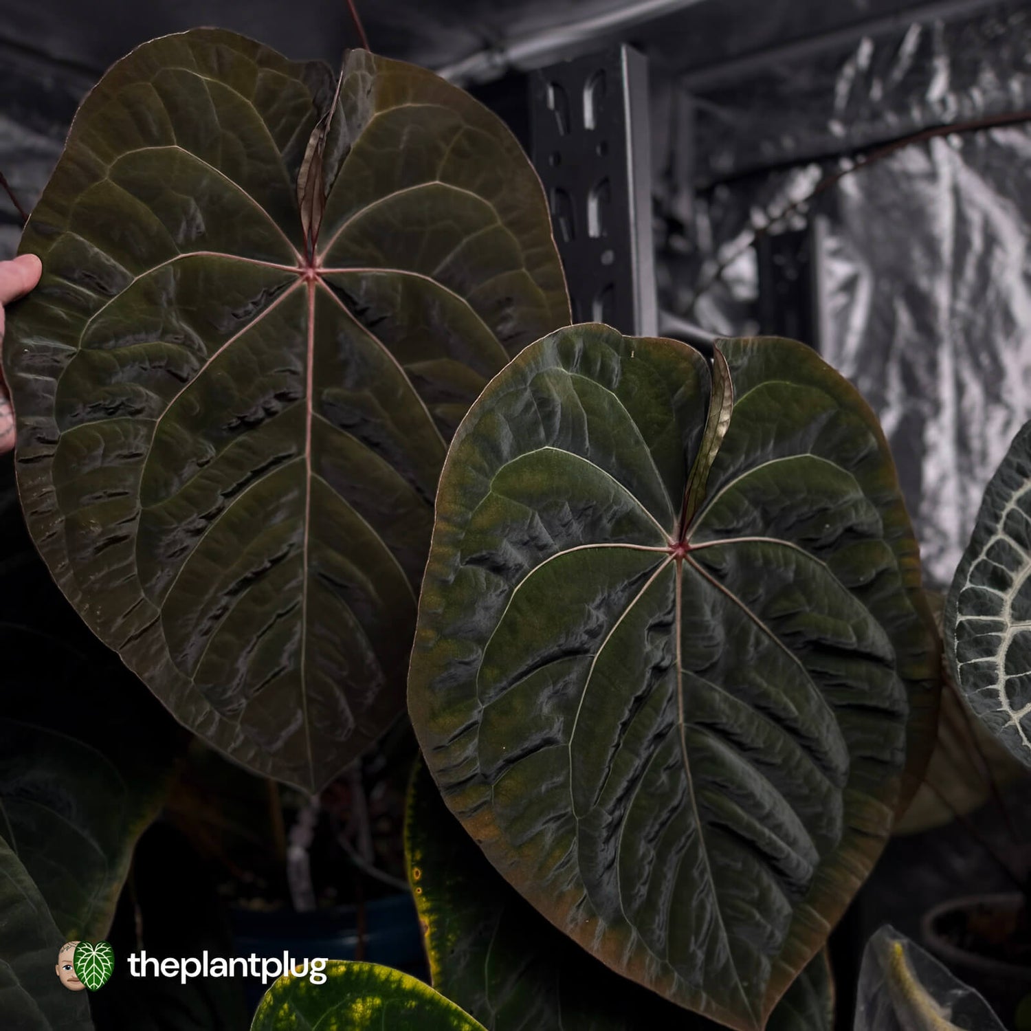 pap dress x Bloodmoon • germinated seeds