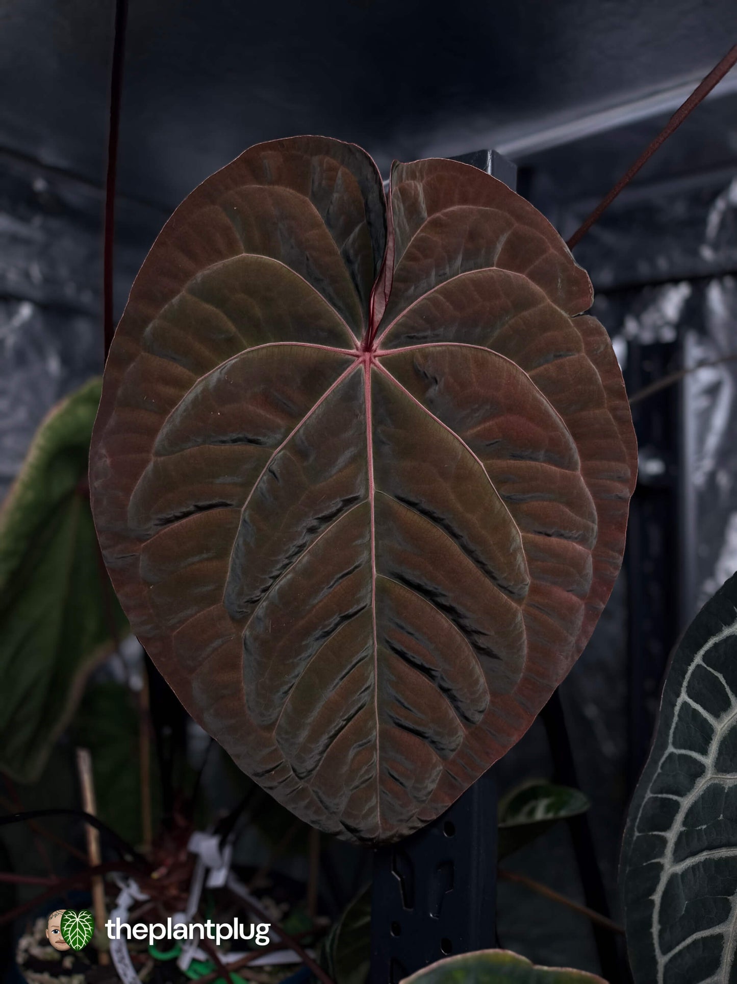 Anthurium Bloodmoon x luxurians • germinated seeds