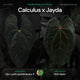 Anthurium 'Calculus' x 'Jayda' • germinated seeds
