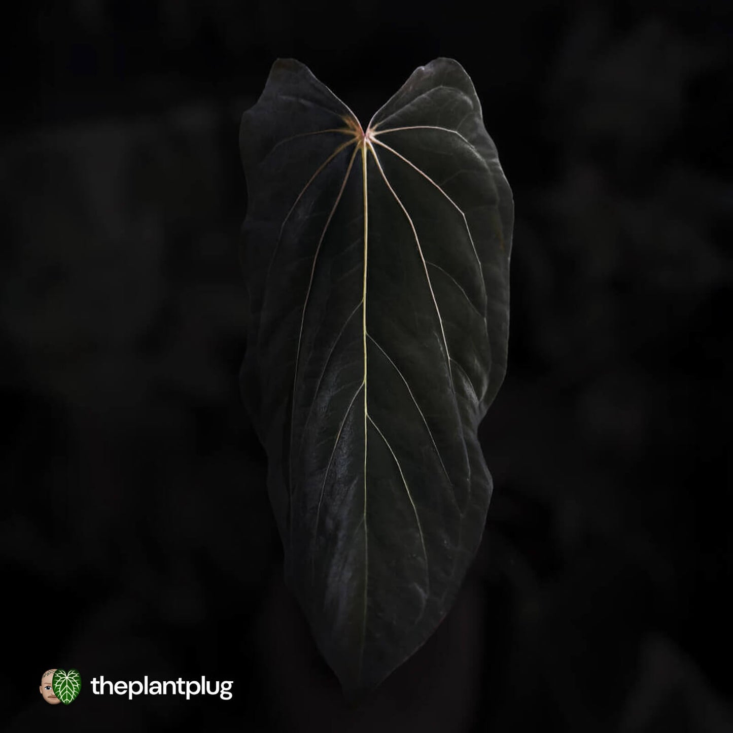 Anthurium 'Loki'• mother plant clone ⚡