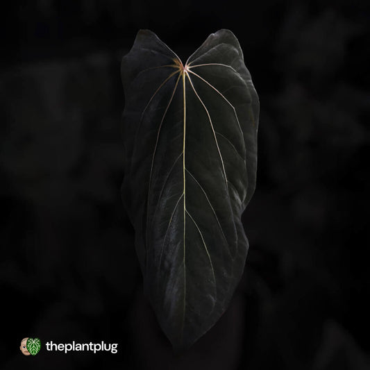 Anthurium 'Loki'• mother plant clone ⚡