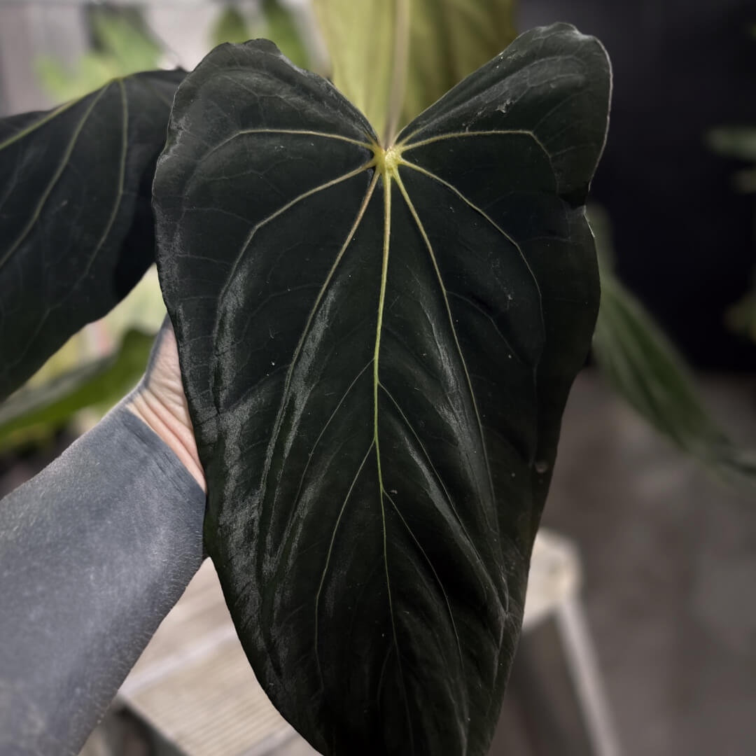 新春セールAnthurium \"Rom's Black\" seedling① Anthurium carlablackiae (seedling) — Ecuagenera Orquídeas del Ecuador