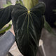 Anthurium (Black x dressleri) x Loki • germinated seeds