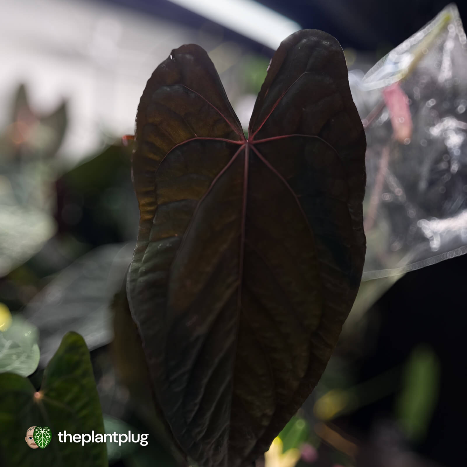 新春セールAnthurium \"Rom's Black\" seedling① Anthurium carlablackiae (seedling) — Ecuagenera Orquídeas del Ecuador