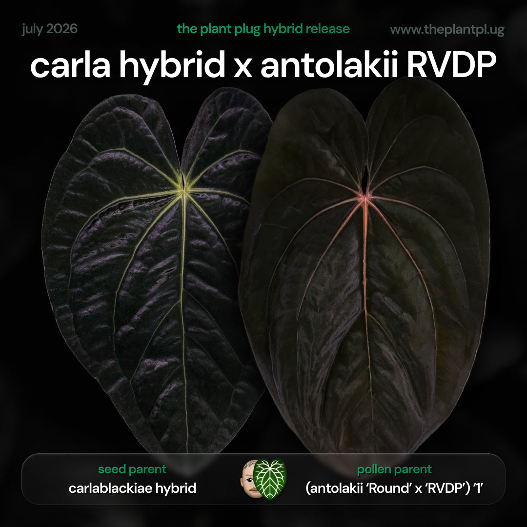 Anthurium carla hybrid x antolakii RVDP • germinated seeds