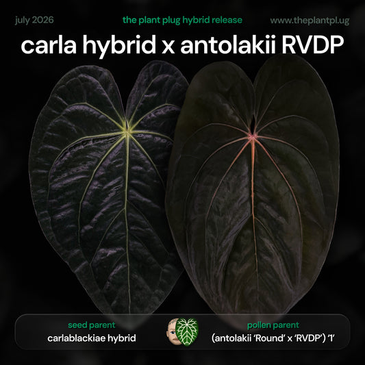 Anthurium carla hybrid x antolakii RVDP • germinated seeds