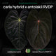 Anthurium carla hybrid x antolakii RVDP • germinated seeds