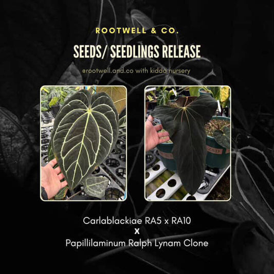 Anthurium carlablackiae x papillilaminum 'Ralph Lynam' • germinated seeds