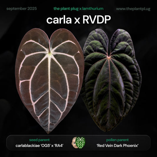 Anthurium carlablackiae x RVDP • germinated seeds