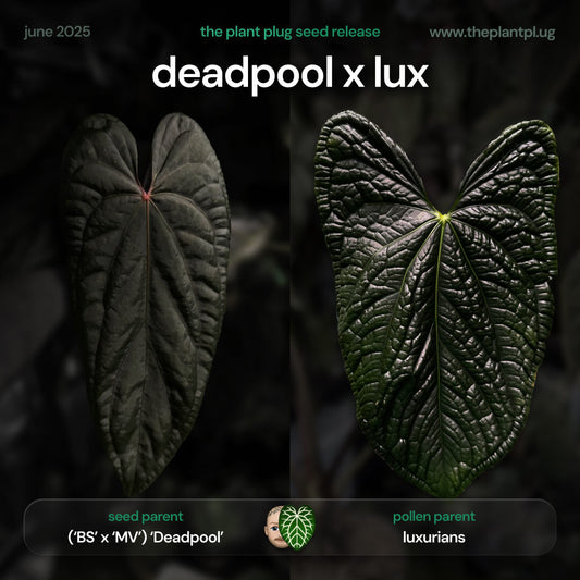 Anthurium Deadpool x luxurians • germinated seeds