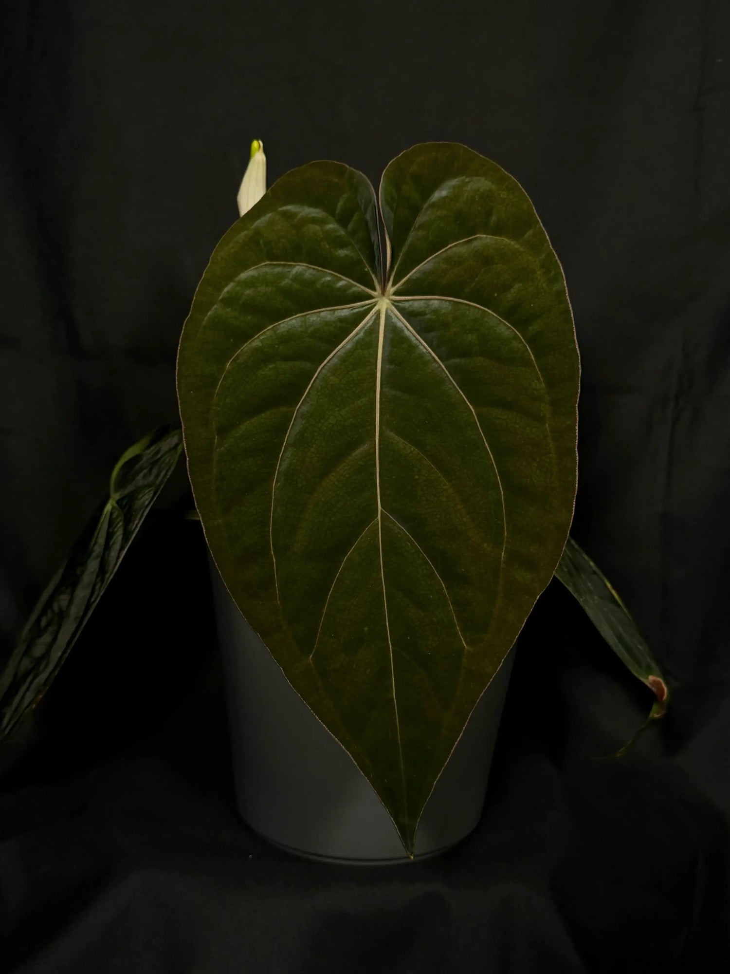 Anthurium (antolakii x 'Dark Phoenix') x (dressleri x Anthurium (antolakii x 'Dark Phoenix') x (dressleri x
